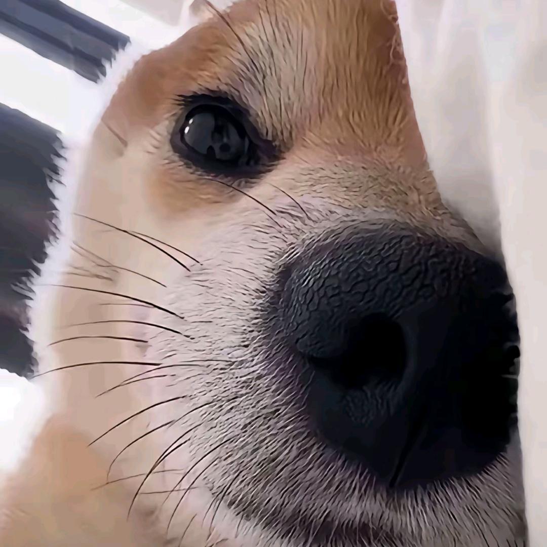叔禾🍊