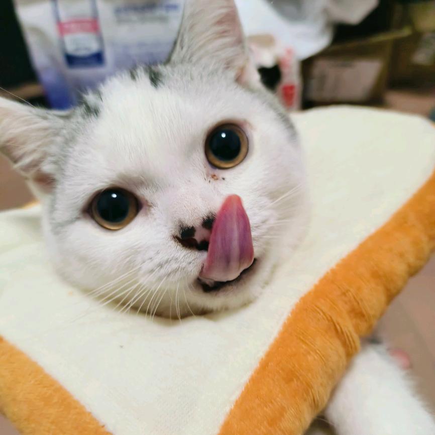 狮子和鱼的故事