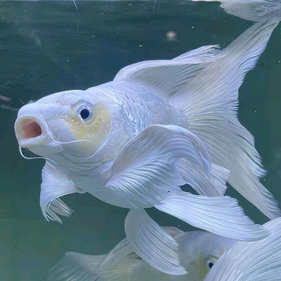 赫赫观赏鱼