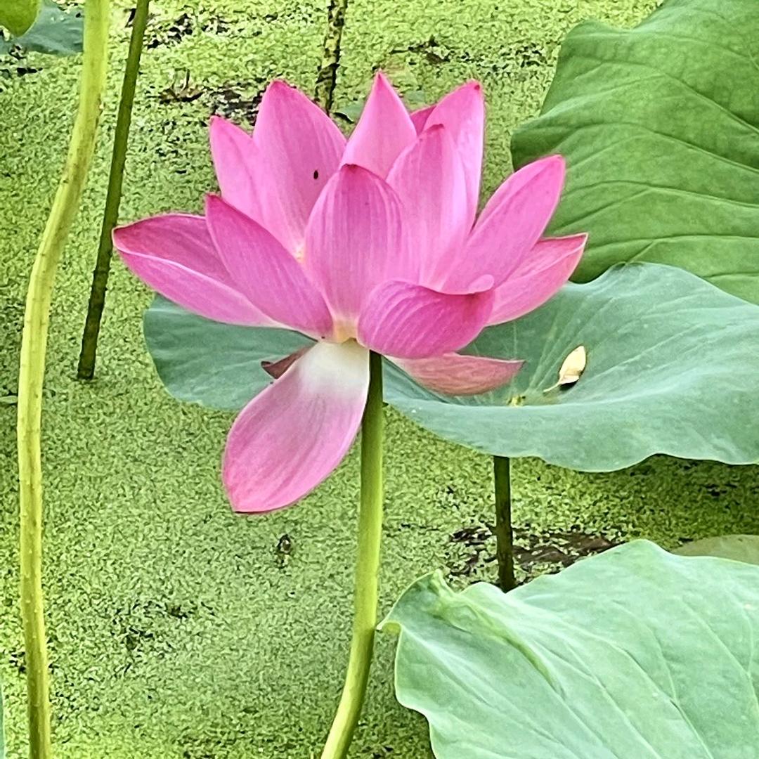 杏林乔乔