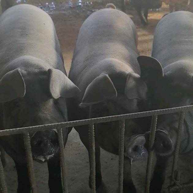 蔡老头笨猪肉肠制品