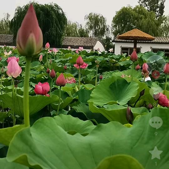 白洋淀燕子，甲友，旅游聊天儿群，