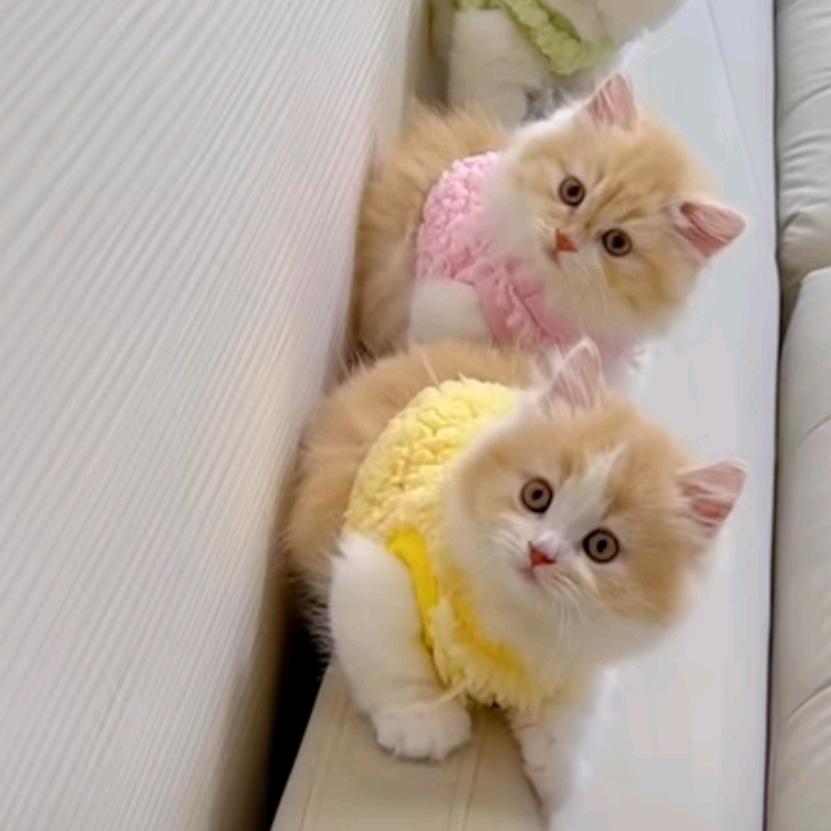 奥特曼打怪兽👾