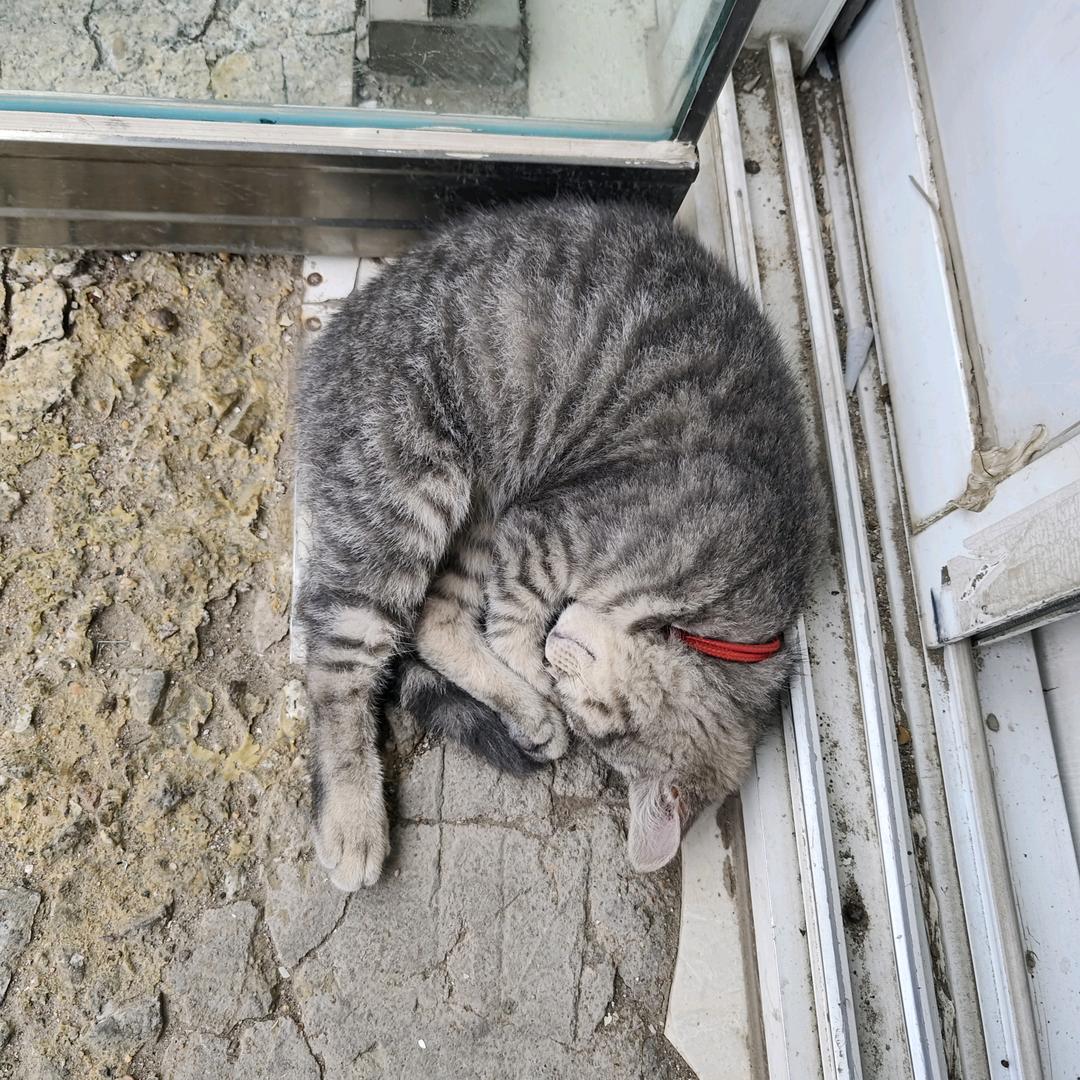 朝阳掌合天下/张磊