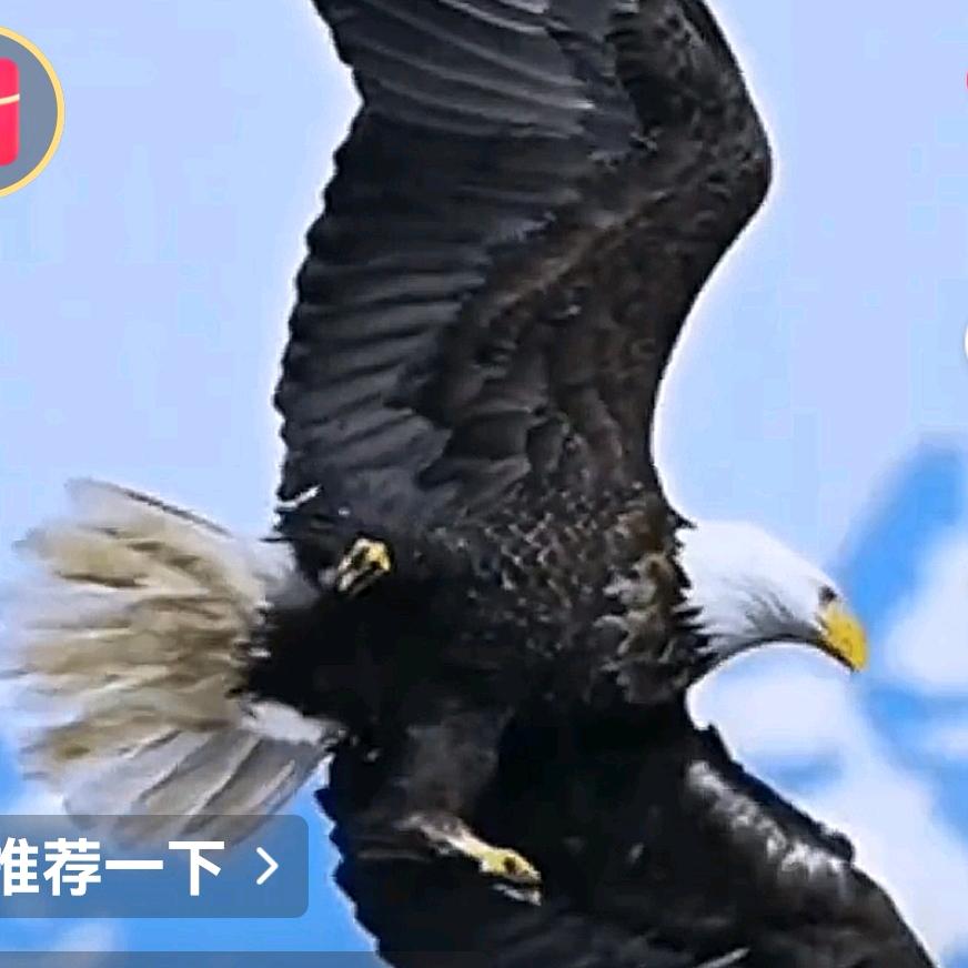 孤鹰