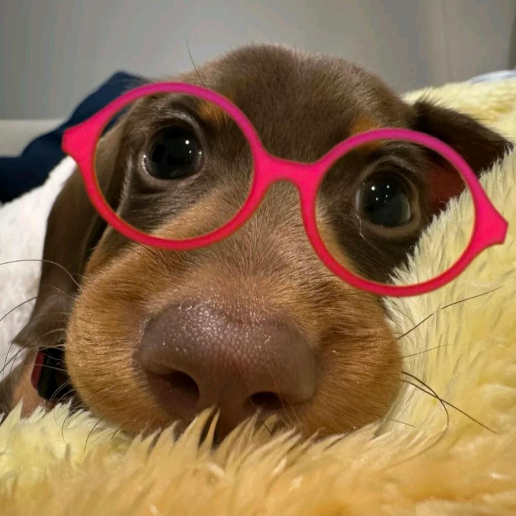 油炸小火鸡(ง ˙o˙)ว