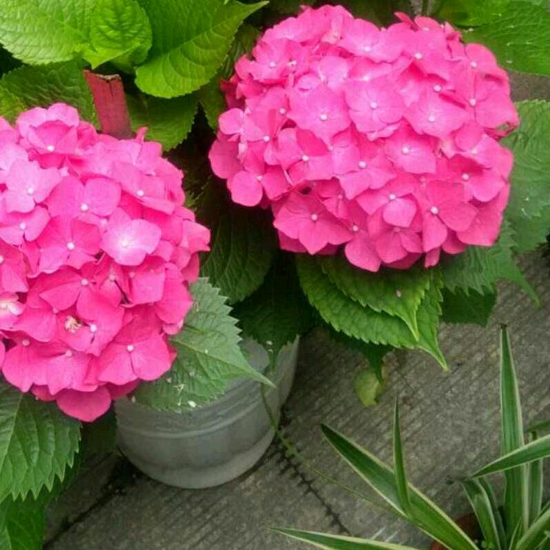 常雨爷爷