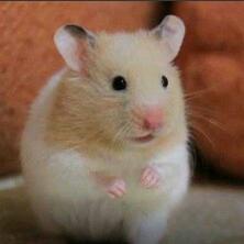 小想家的熊🐻(出🐻)