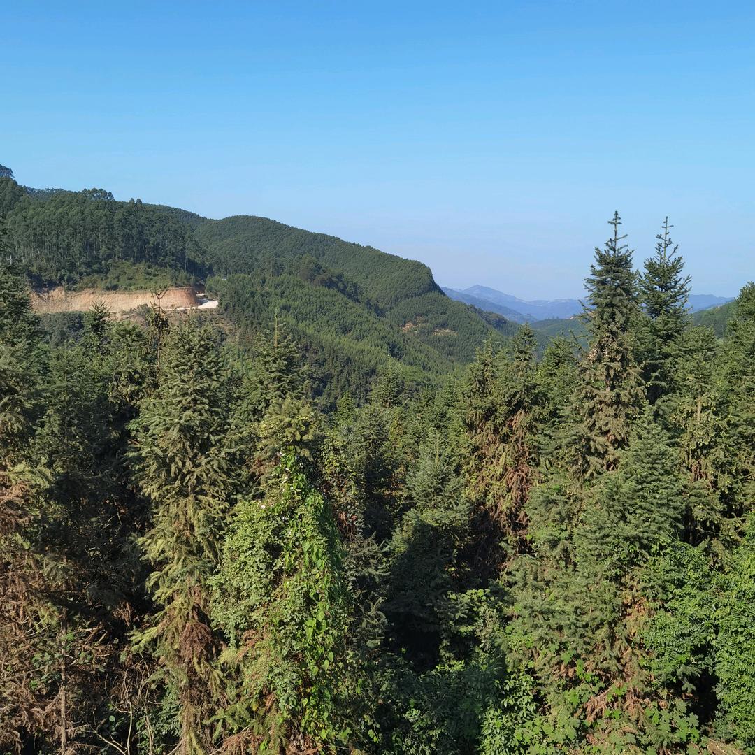 明才竹根姜基地