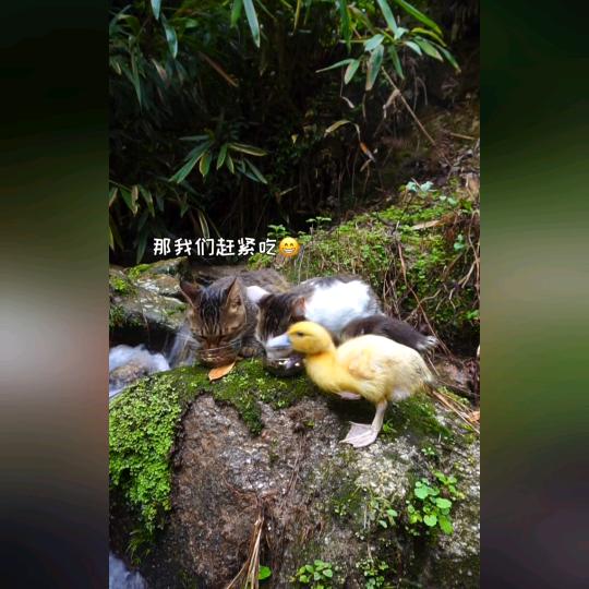 好运连连天天都是✨