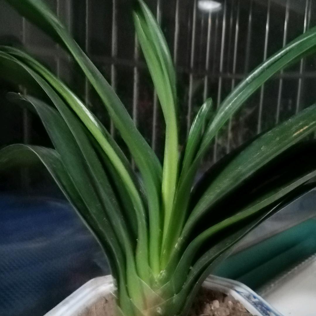 录用真