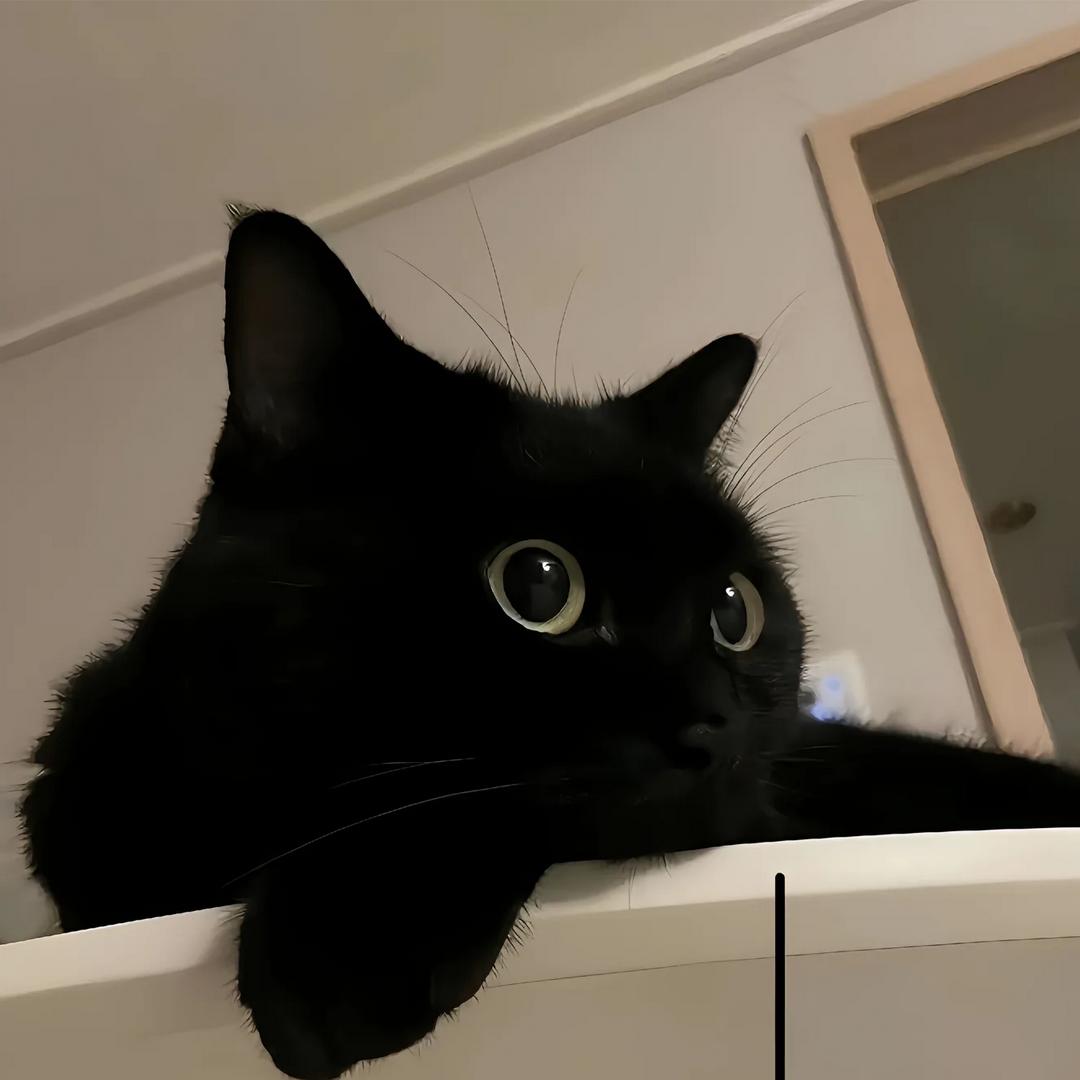 班胖宠物用品店