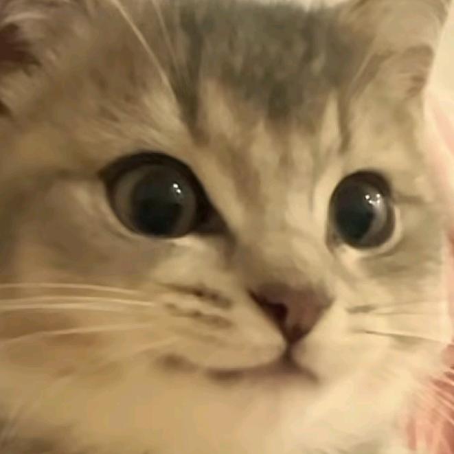 小白