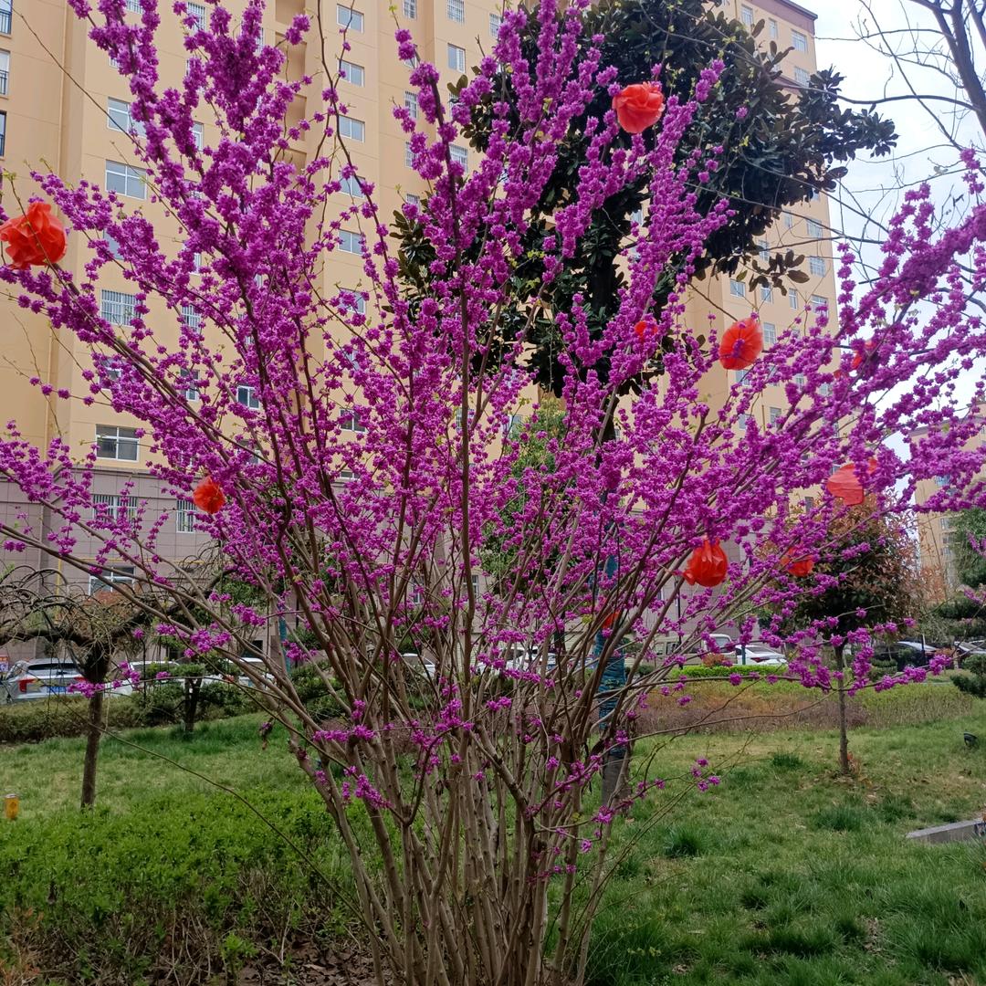 秋风无情 梅花