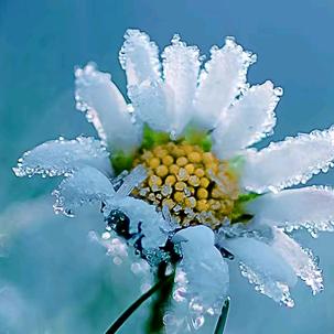 ༺ཌༀ寒冰ༀད༻