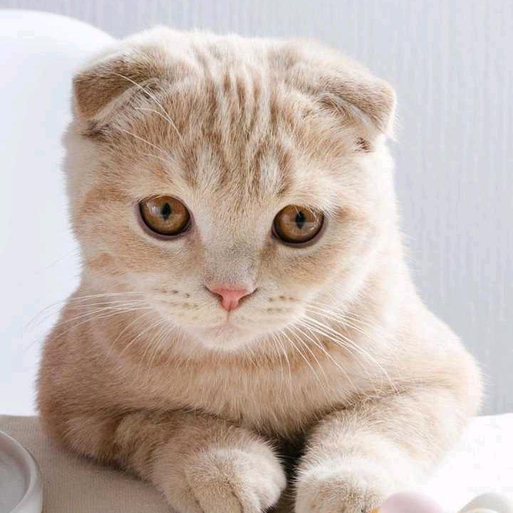 落羽