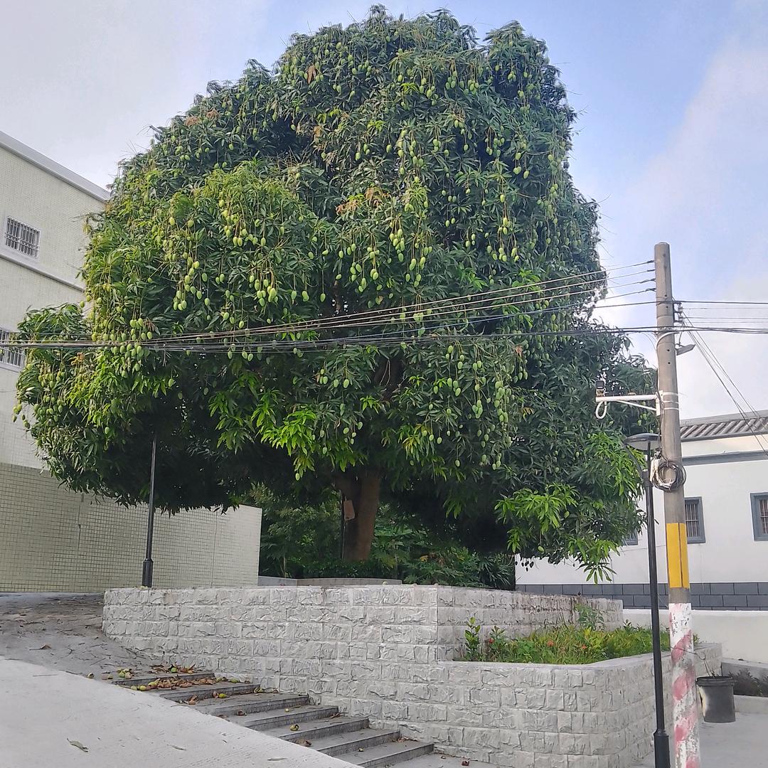 果实