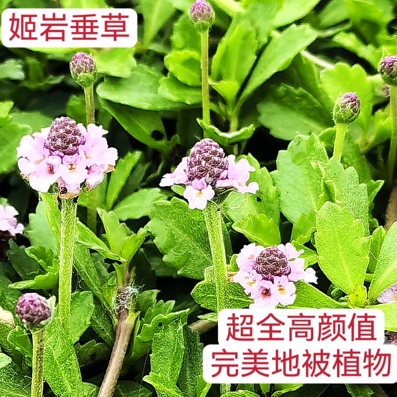 金叶佛甲草基地