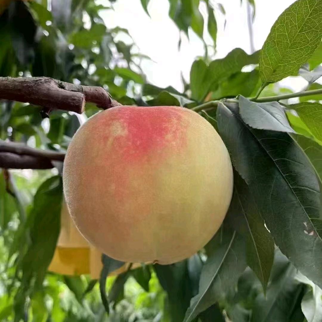 🐱桃🍑甜蟹🦀肥