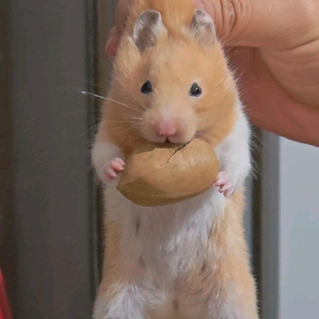 小铜锅养鼠日常