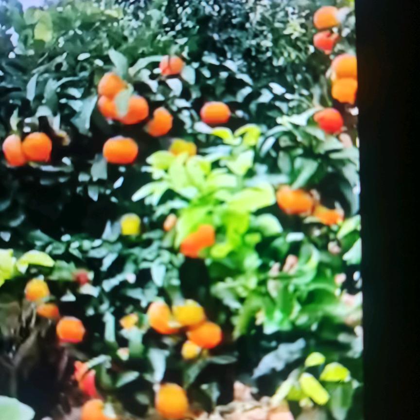 曾姐
