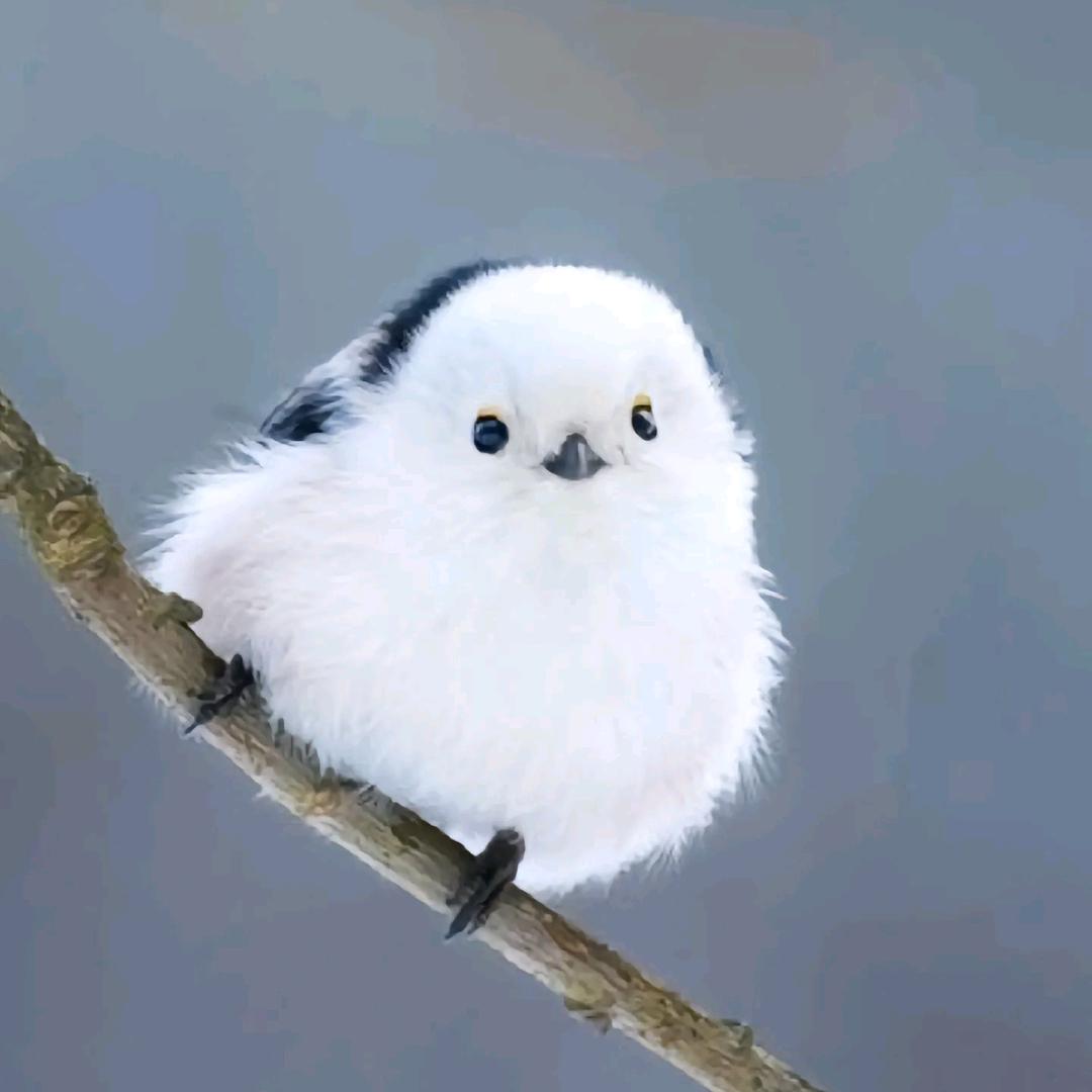 枝蝉