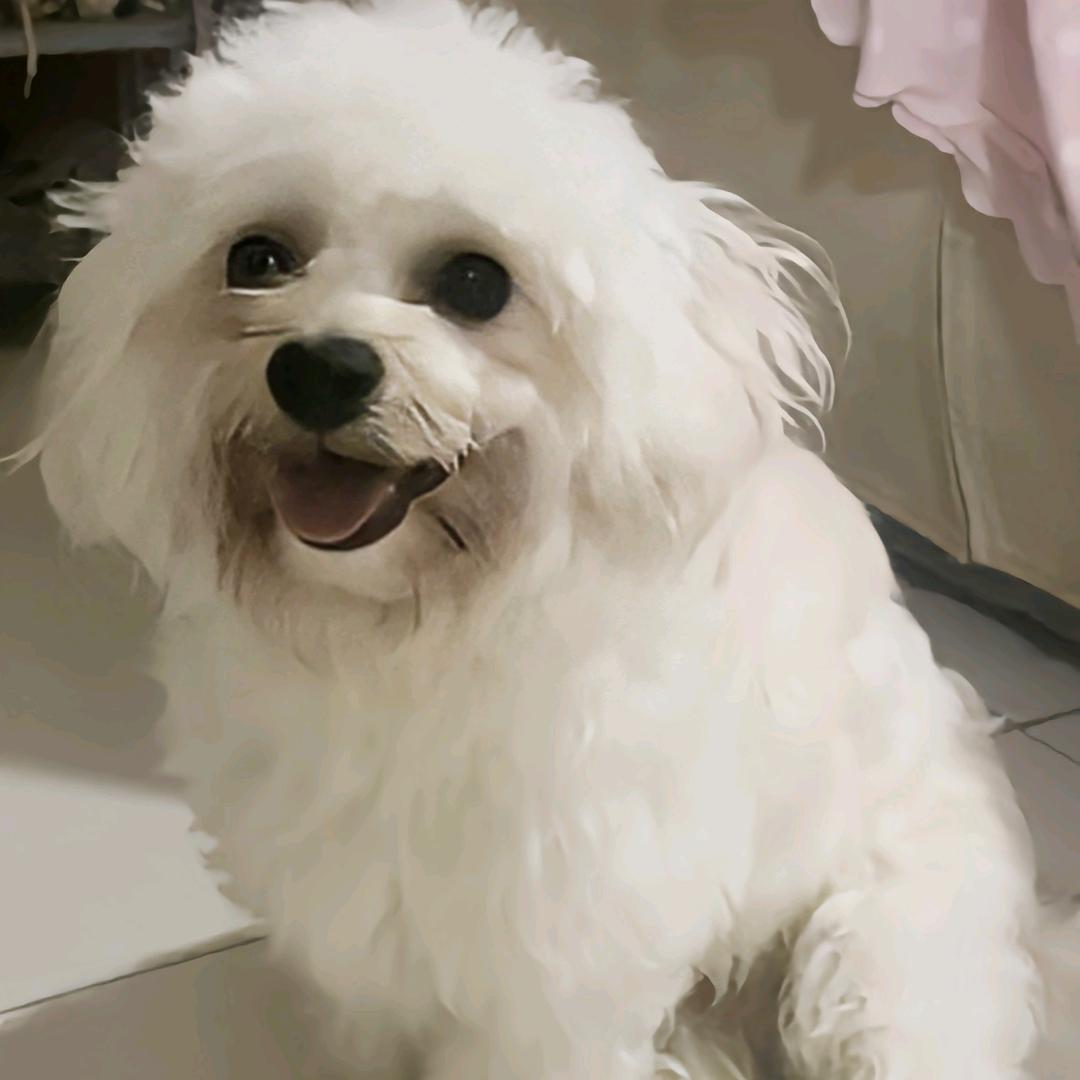 大皮锤捣你胸口窝