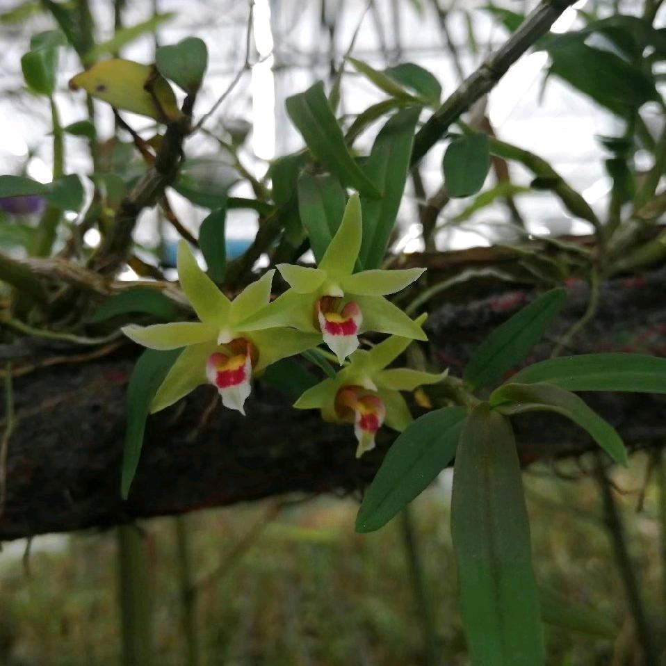 江北仙草小镇董静