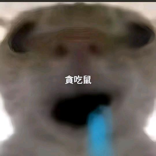 ۶•͈⚇•͈ა