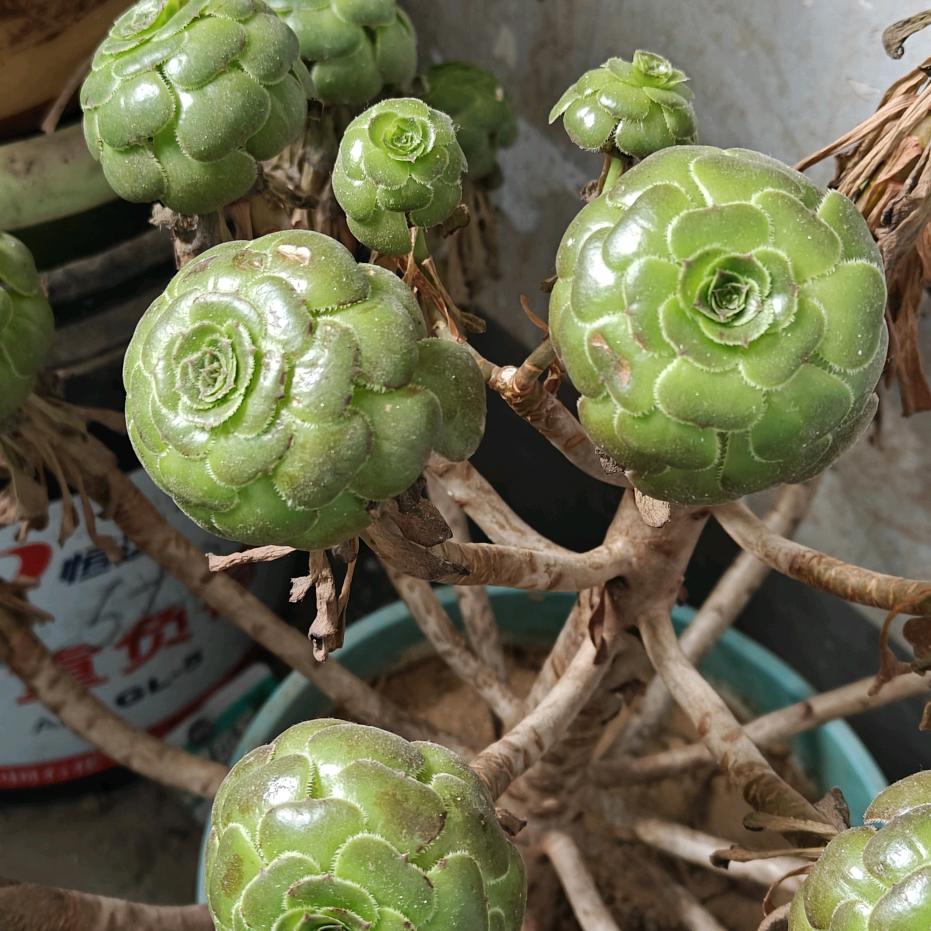 笑口常开好运常在