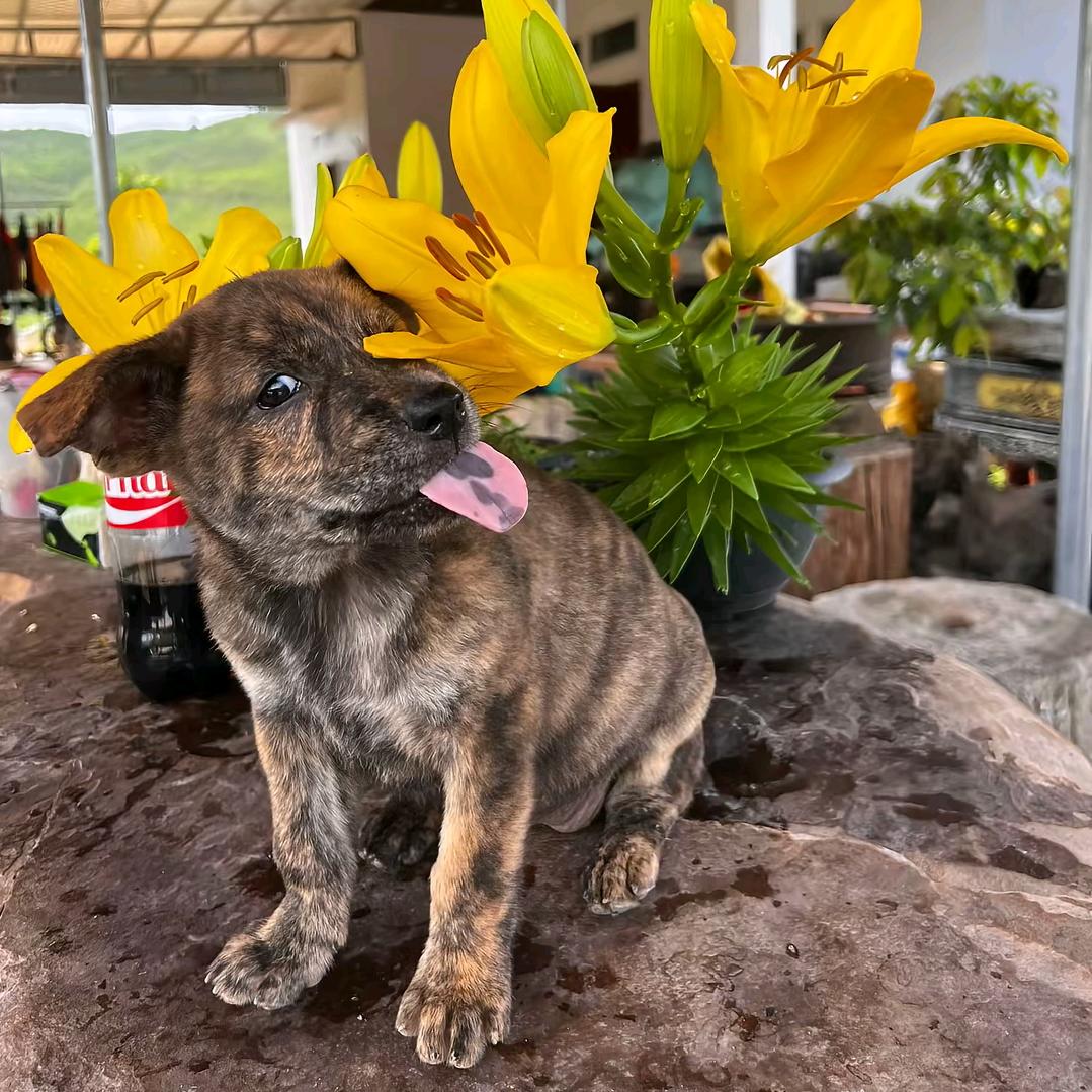 花飘水自流