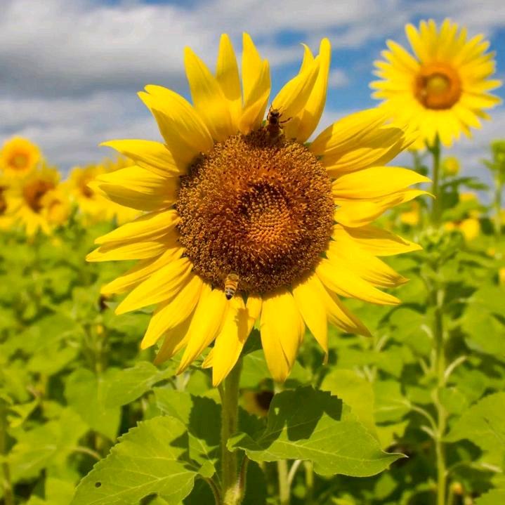 ༺仙ღۣۖ 儿༻