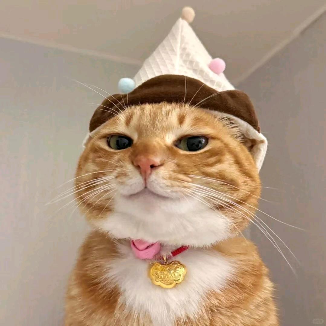 川子的猫窝