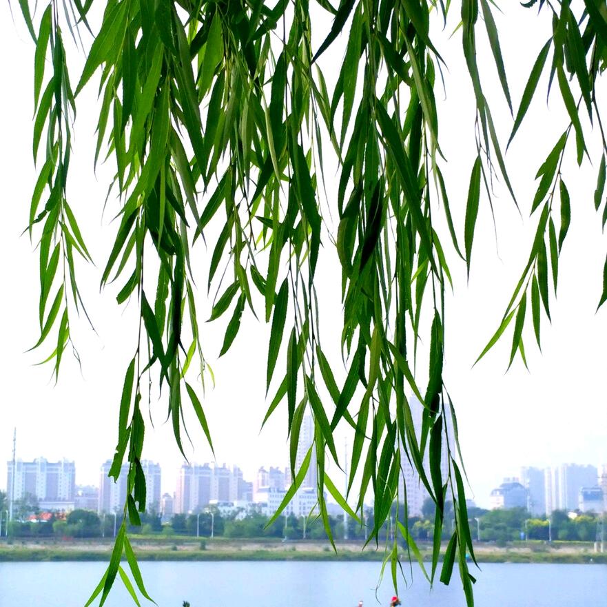 翔游天地