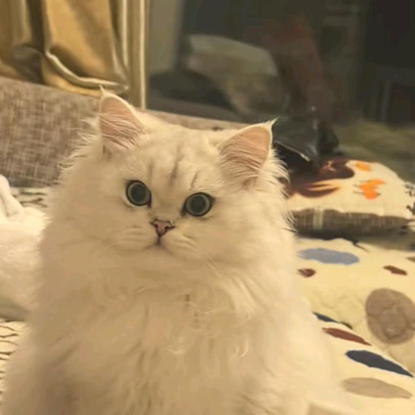 🍪小熊饼干🍪