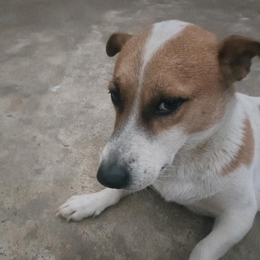 一柯糖