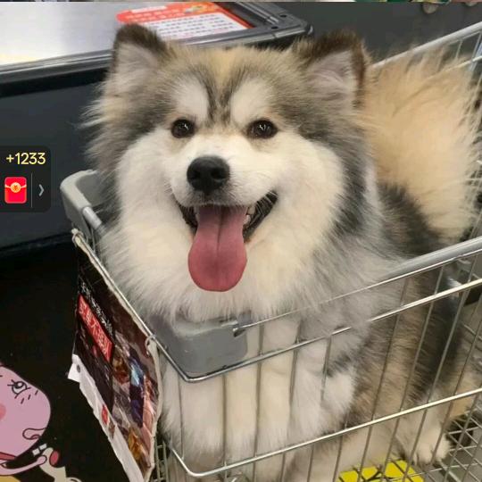 Ni>ᴗng