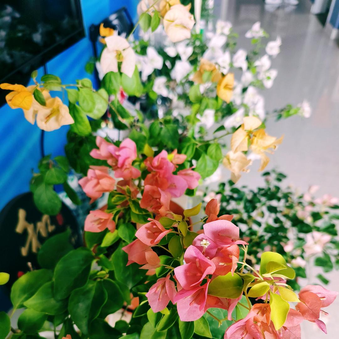 阳台养花的老头