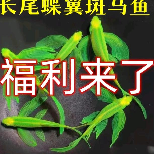 小鱼观赏鱼