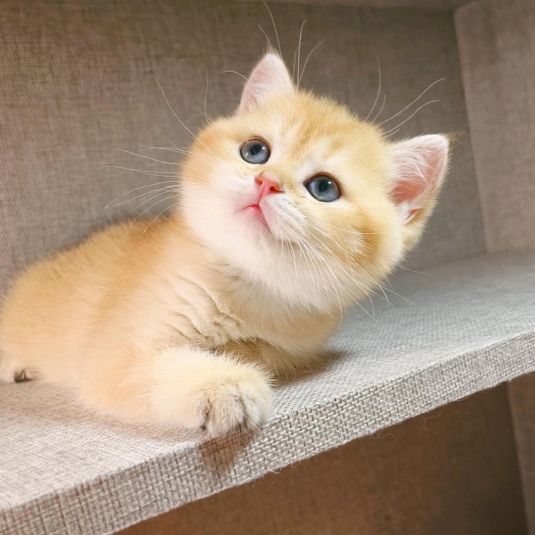 大理家庭繁育英短渐层猫德文卷毛猫