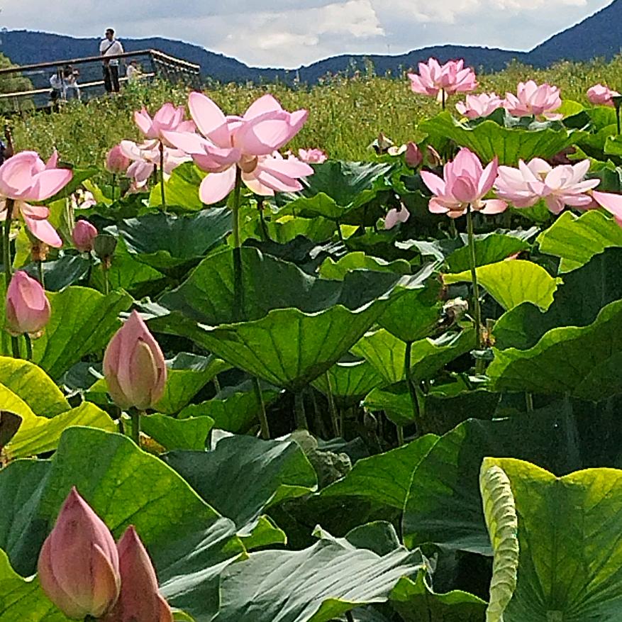 悠然