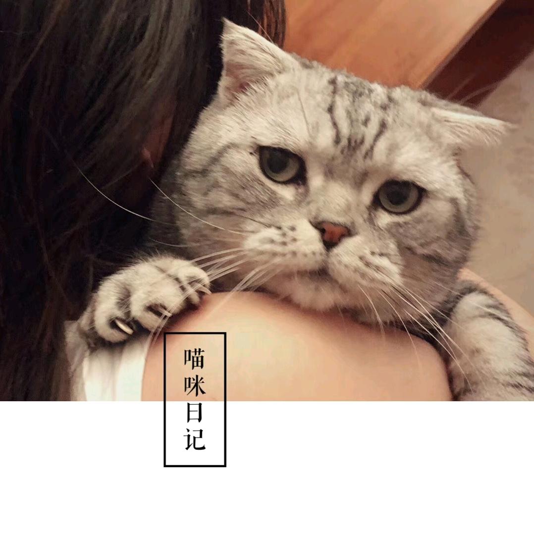 猫猫大人