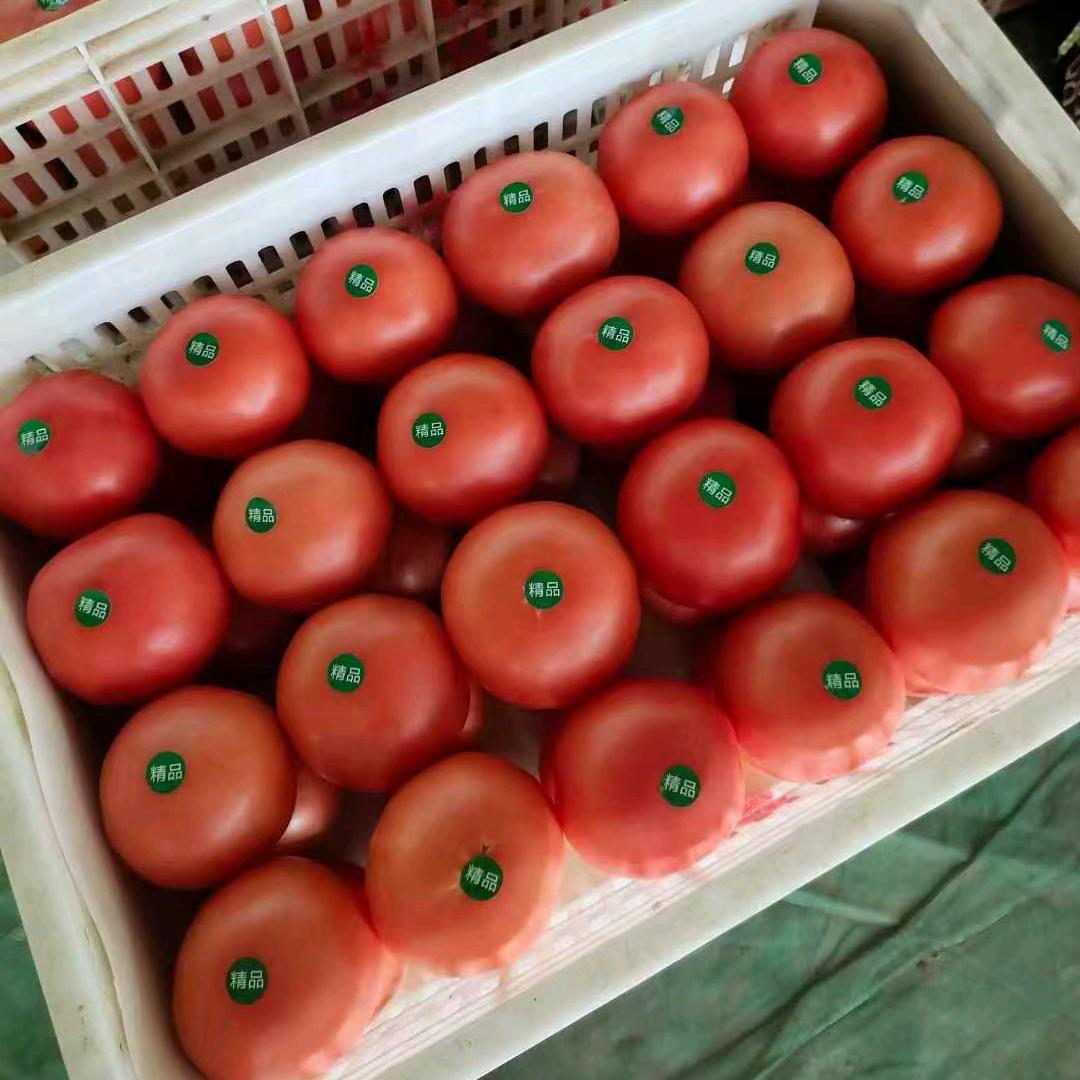 聊城蔬菜代收小李