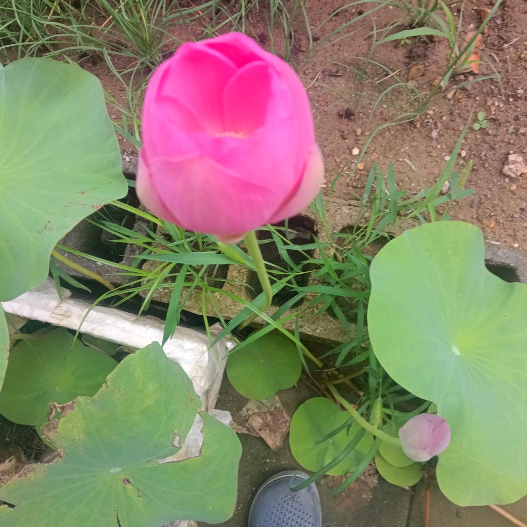 大风骑着麦浪来