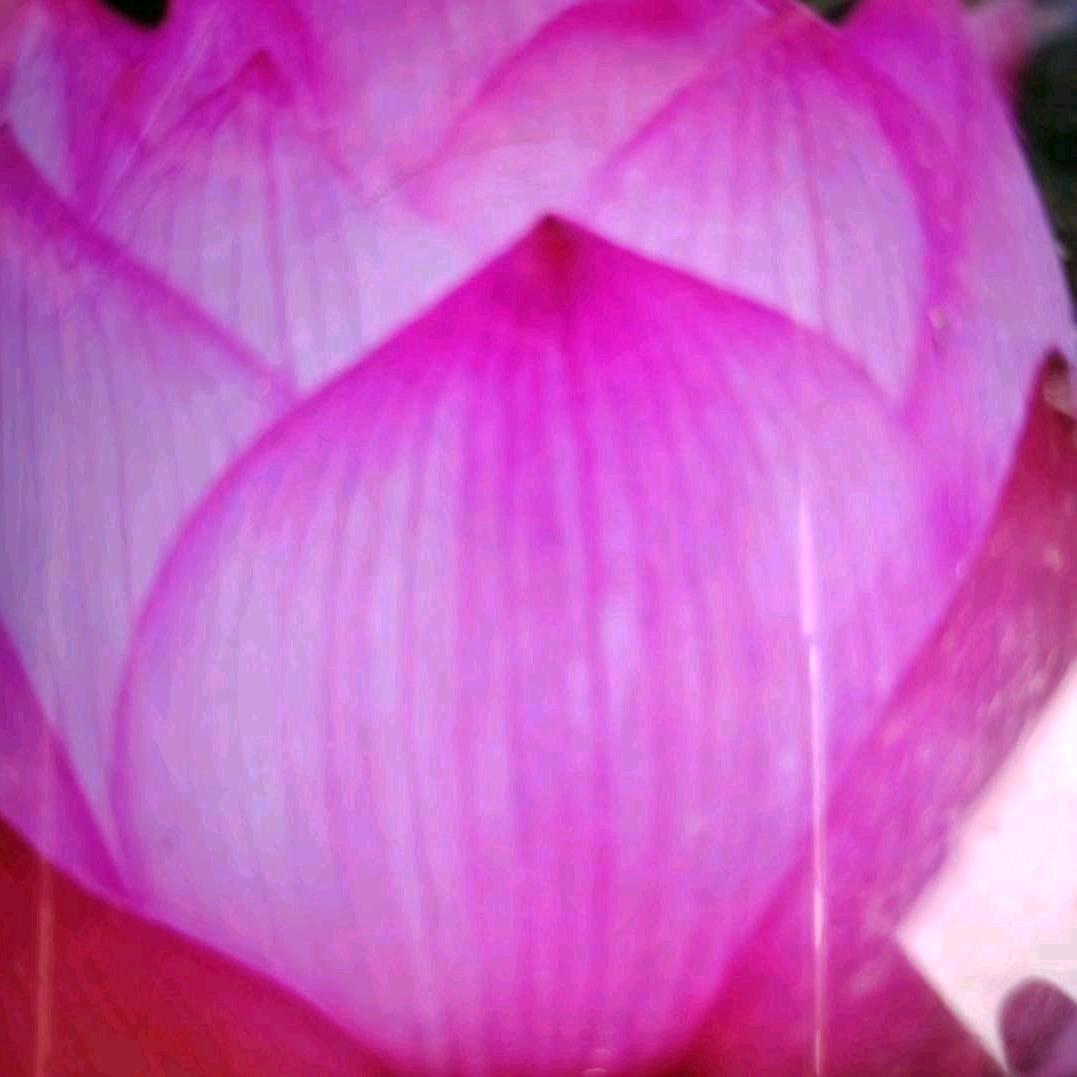 夏天的荷花15