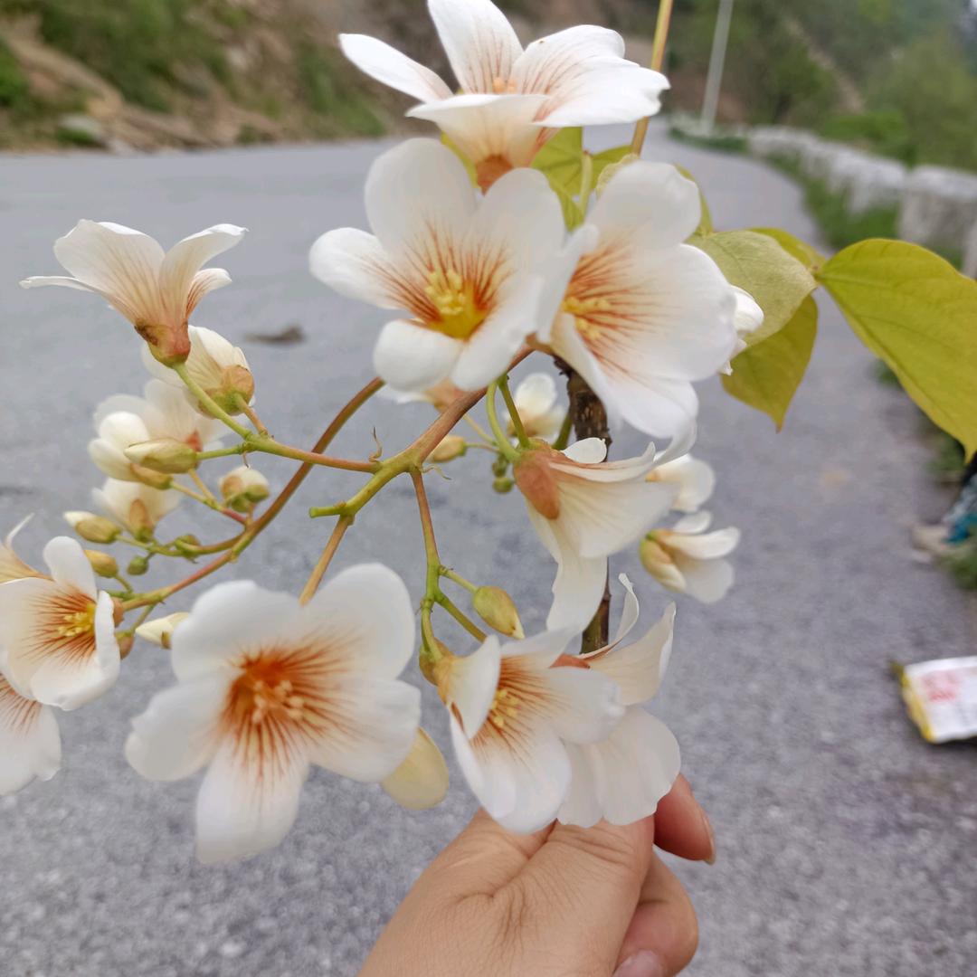 慧