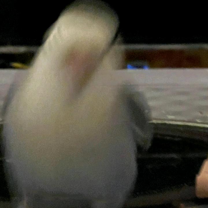 叽叽喳喳🐦