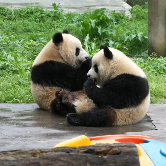 2鱼🐊blingbling卜讲道理