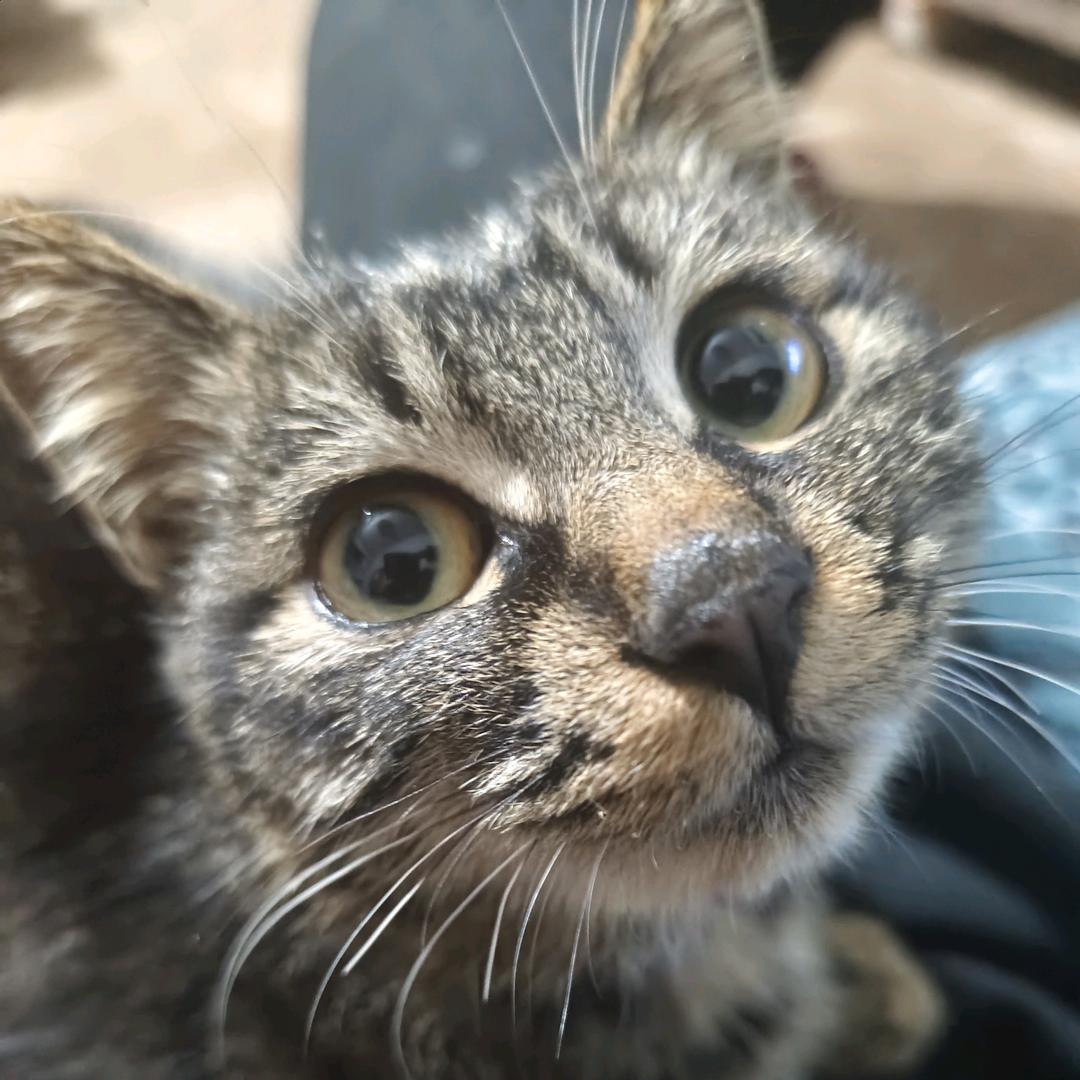 爱吃芫荽（不爱吃芫荽版）