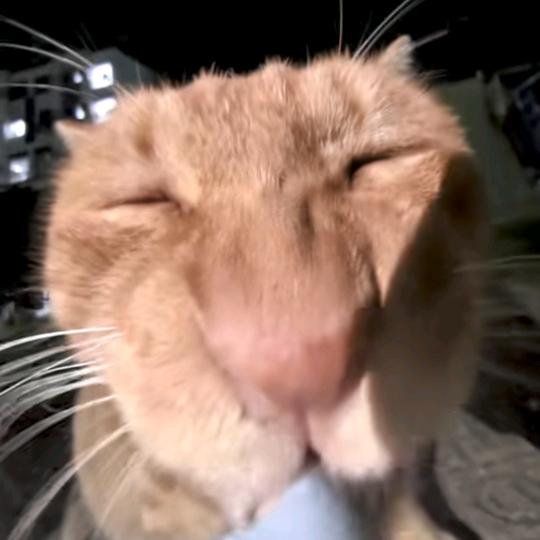 小狗牛奶不加冰🧊